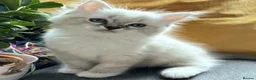 Ragdoll cats for sale: 👑Grand Champion Bloodlines Ragdoll Kittens👑 - Advert 14