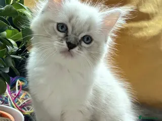 Ragdoll cats Gorgeous affectionate blue mitted Ragdoll boys - Advert 18