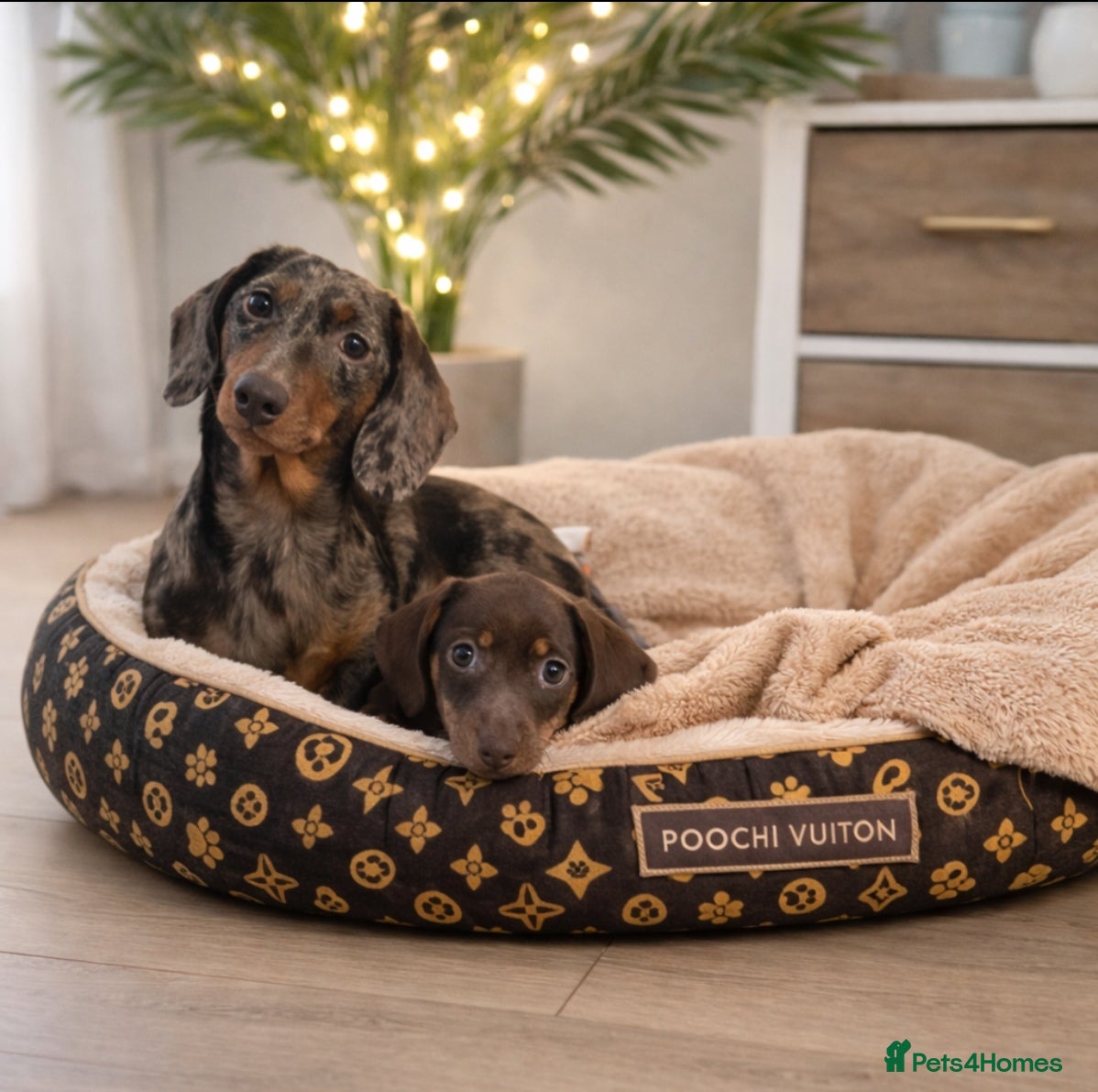 Miniature Dachshund dogs Miniature Dachshund – Chocolate & Tan Girl - Advert 1