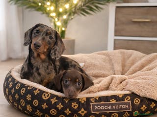 Miniature Dachshund dogs Miniature Dachshund – Chocolate & Tan Girl - Advert 1