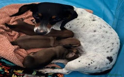 Miniature Dachshund dogs for sale: Miniature dachshund puppies  - Image 4