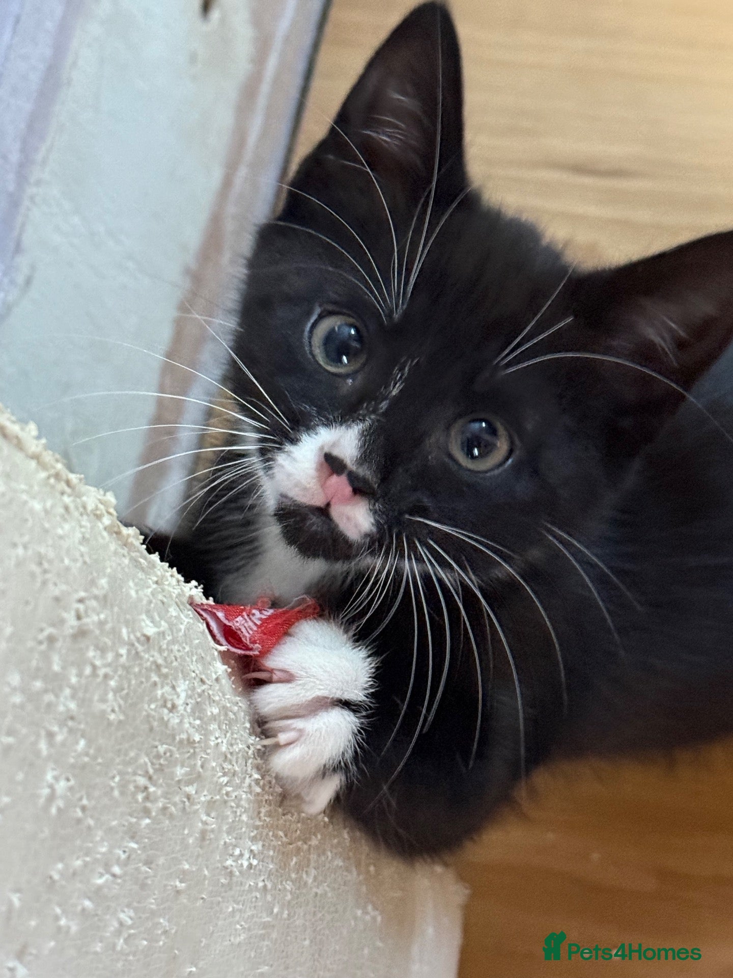 Mixed Breed cats 3 cheeky kittens (1 rehomed) - Advert 1