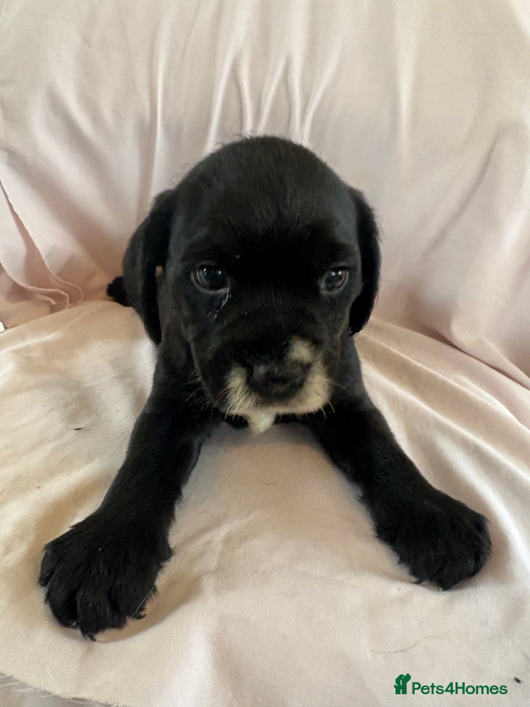 Mixed Breed dogs for sale: Cocker spaniel / border terrier  - Advert 4