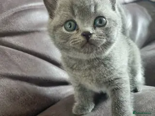 British Shorthair cats Stunning little girl - Advert 1