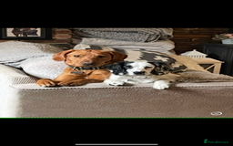 Labrador Retriever dogs for sale: Beautiful fox red and yellow lab puppies  - Image 32