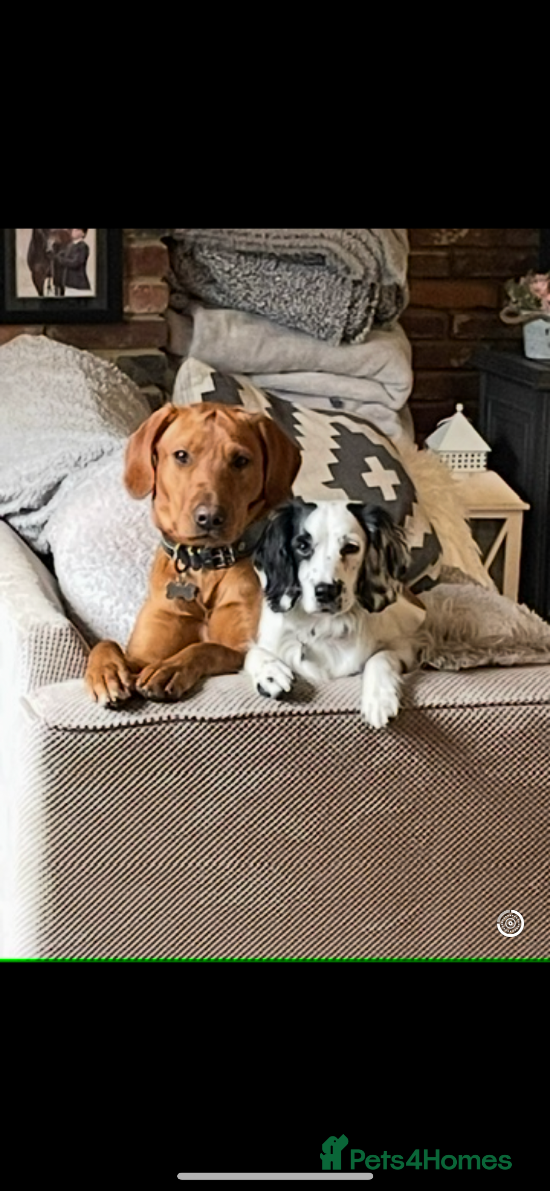 Labrador Retriever dogs for sale: Beautiful fox red and yellow lab puppies  - Image 32