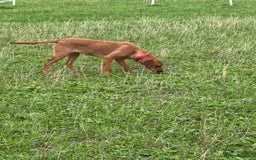 Labrador Retriever dogs for sale: Female Fox Red Labrador - Image 3