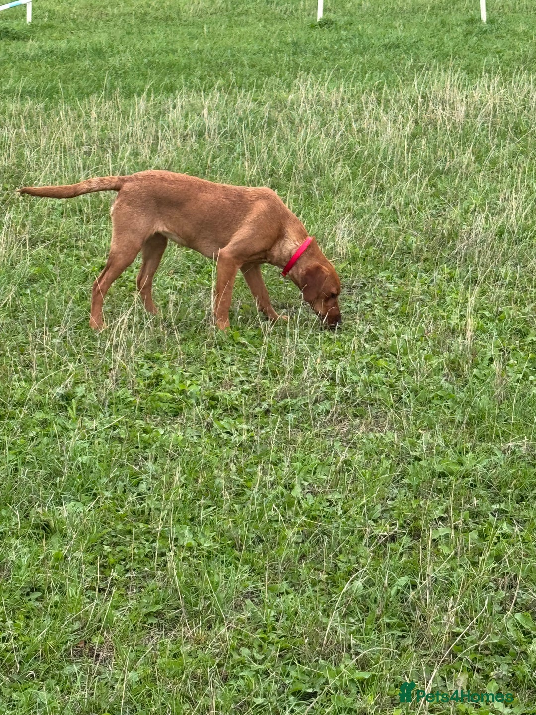 Labrador Retriever dogs for sale: Female Fox Red Labrador - Image 3