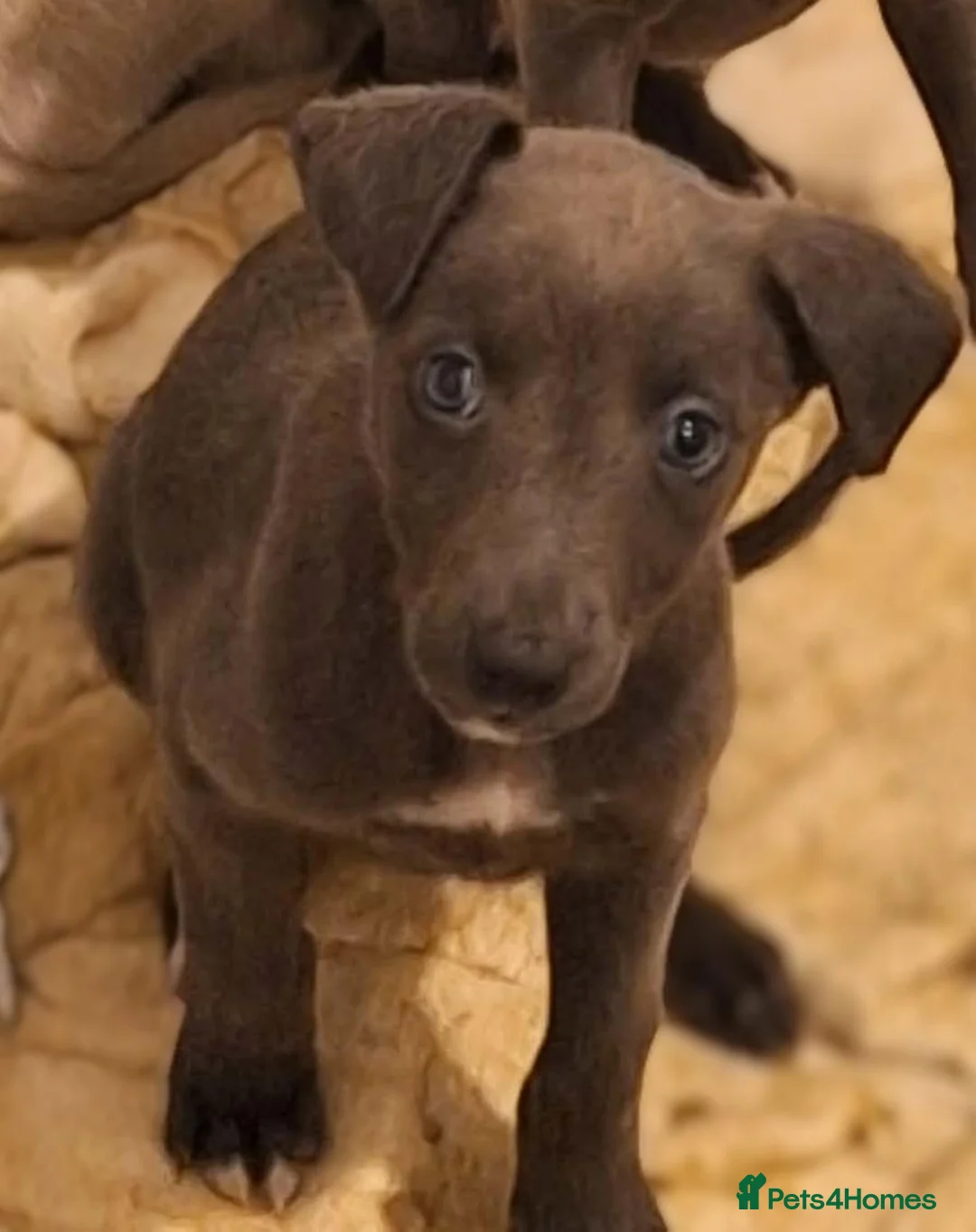 Whippet dogs for sale: Whippets - Advert 2