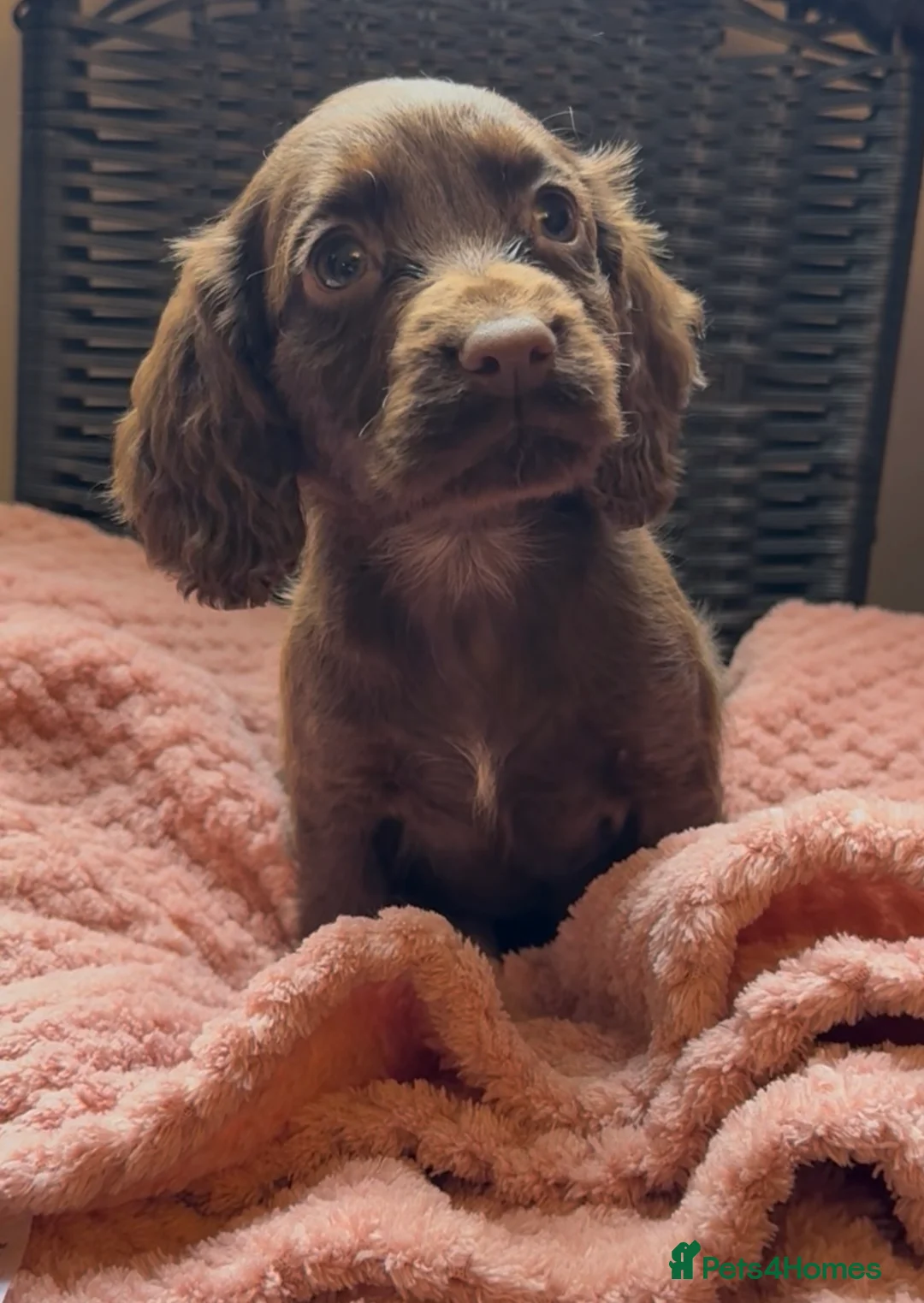 Cocker Spaniel dogs for sale: gorgeous female chocolate cocker spaniel puppy  in Morecambe - Advert 1