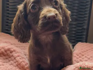 Cocker Spaniel dogs gorgeous female chocolate cocker spaniel puppy - Advert 5