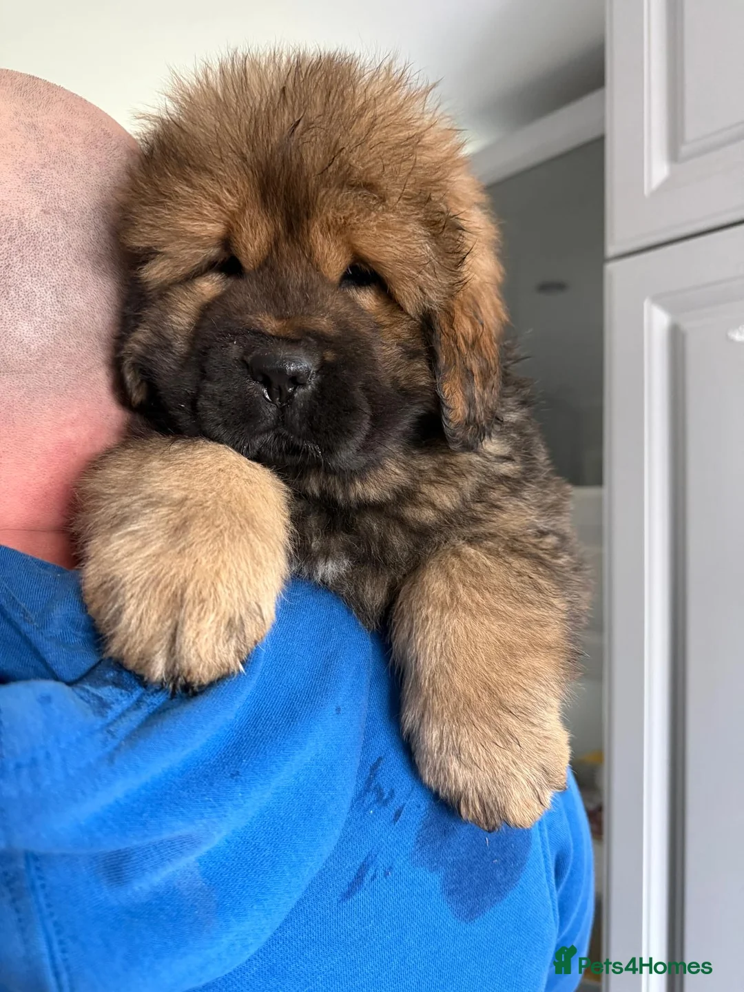 Tibetan Mastiff dogs for sale: Beautiful gold girl  - Advert 3