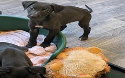 Lurcher dogs for sale: Lurcher pups ready to go to there forever home - Image 15