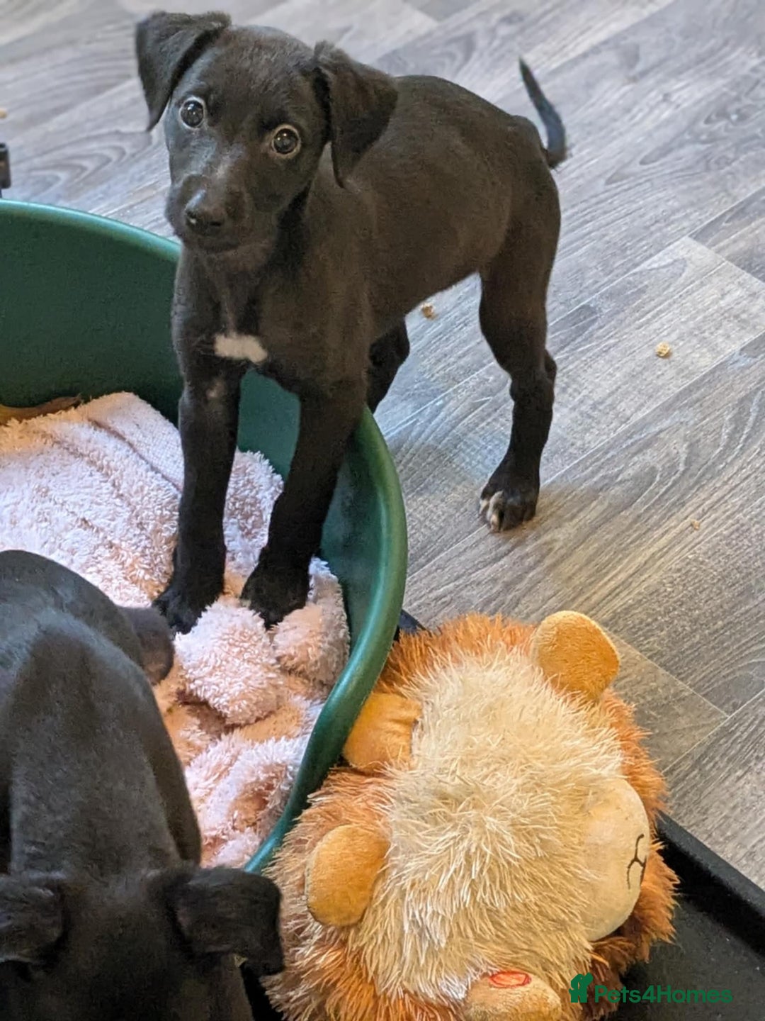 Lurcher dogs for sale: Lurcher pups ready to go to there forever home - Image 15