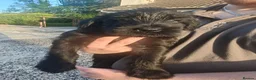 Giant Schnauzer dogs for sale: IKC Champion-Bred Giant Schnauzer Puppy | 1 Male - Advert 12