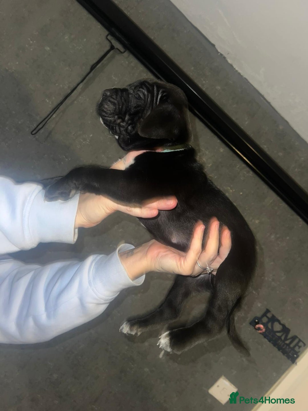 Cane Corso dogs for sale: Cane Corso Pups - Advert 29
