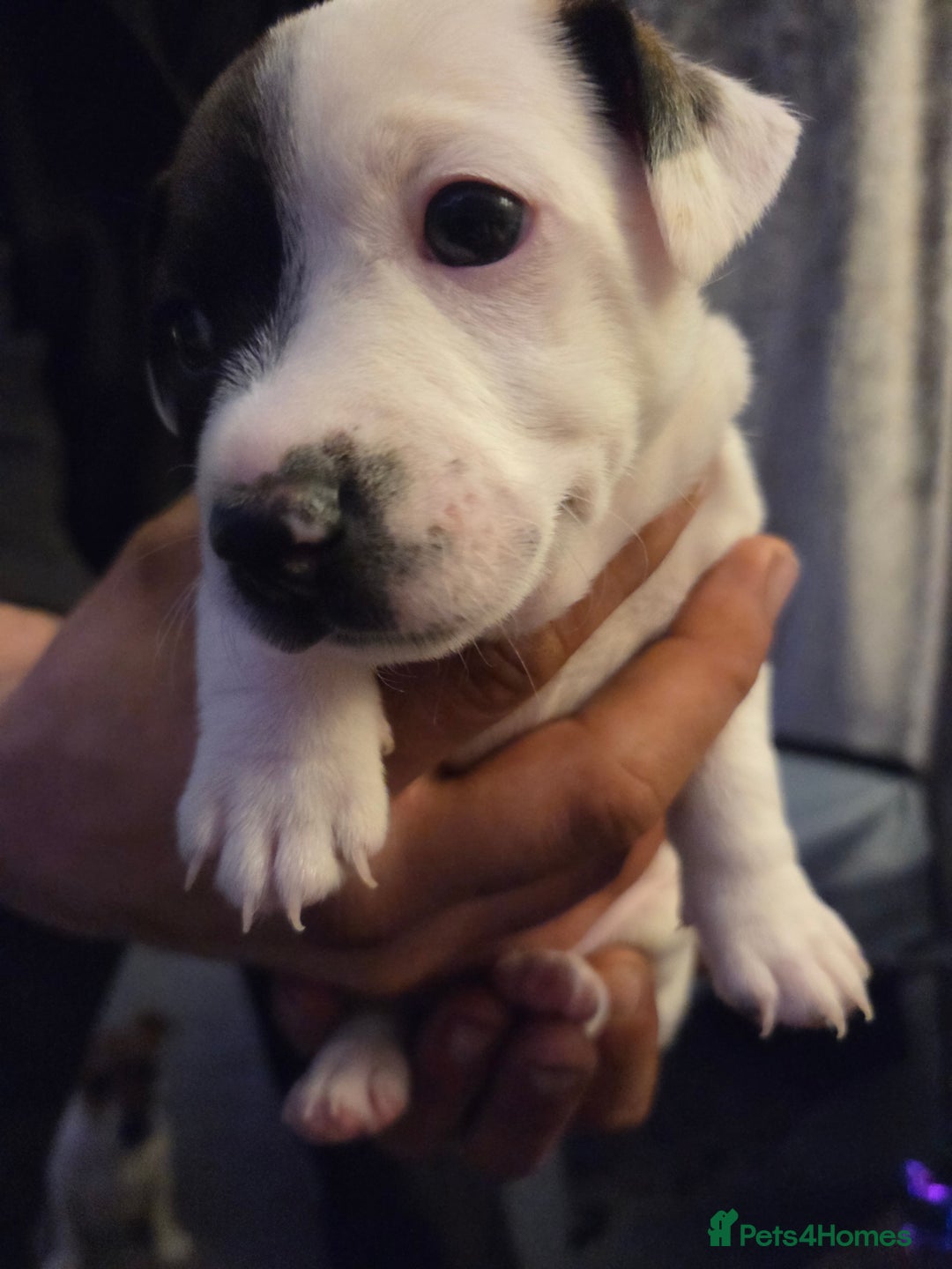 Jack Russell dogs for sale: Jack russell puppy  - Advert 5
