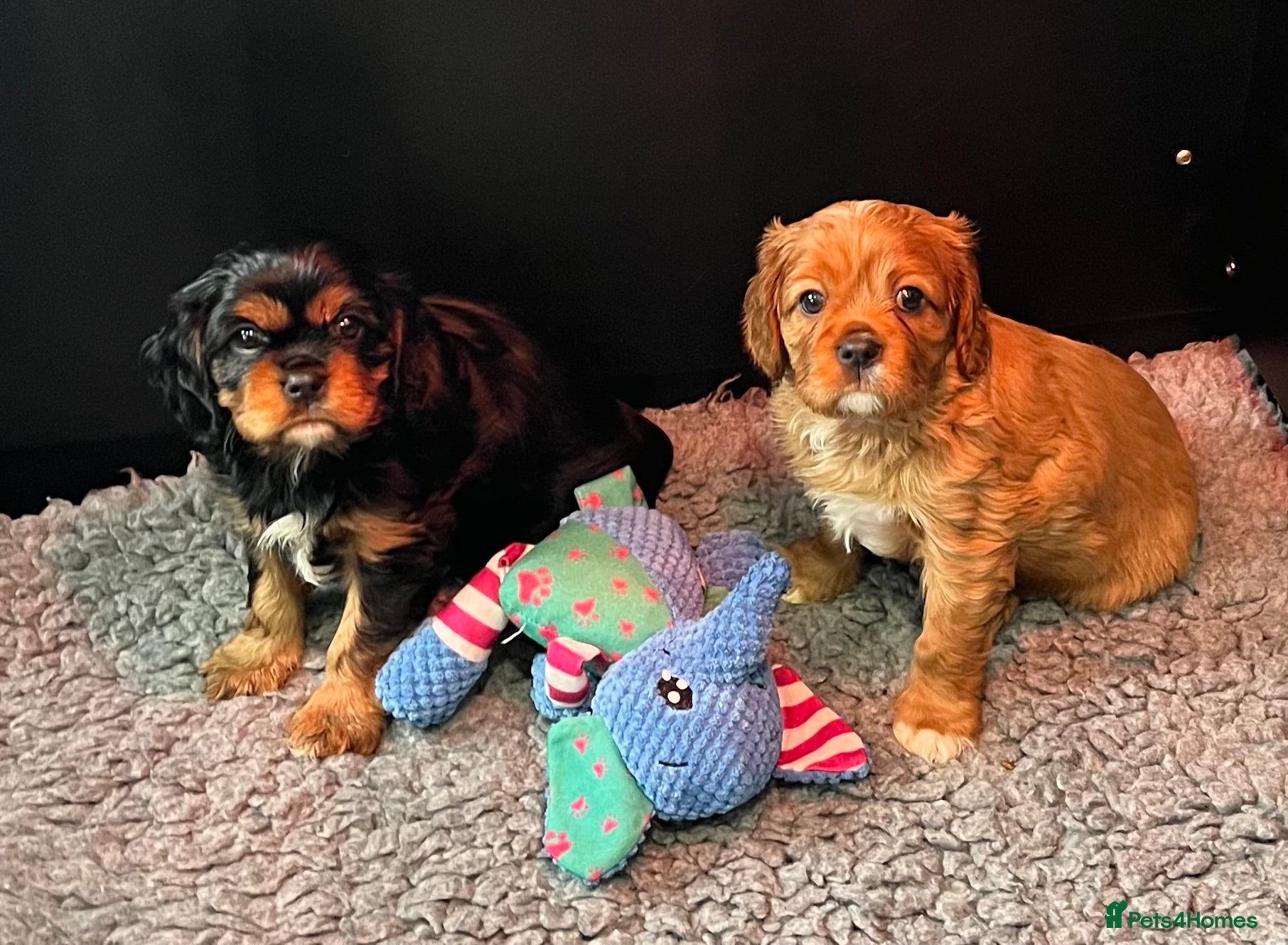 Cavalier King Charles Spaniel dogs Extensively health tested KC reg cavalier boys - Advert 3