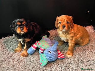 Cavalier King Charles Spaniel dogs Extensively health tested KC reg cavalier boys - Advert 3