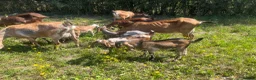 Goats livestock for sale: Anglo Nubians Boer and sannen  in Stevenage - Advert 4
