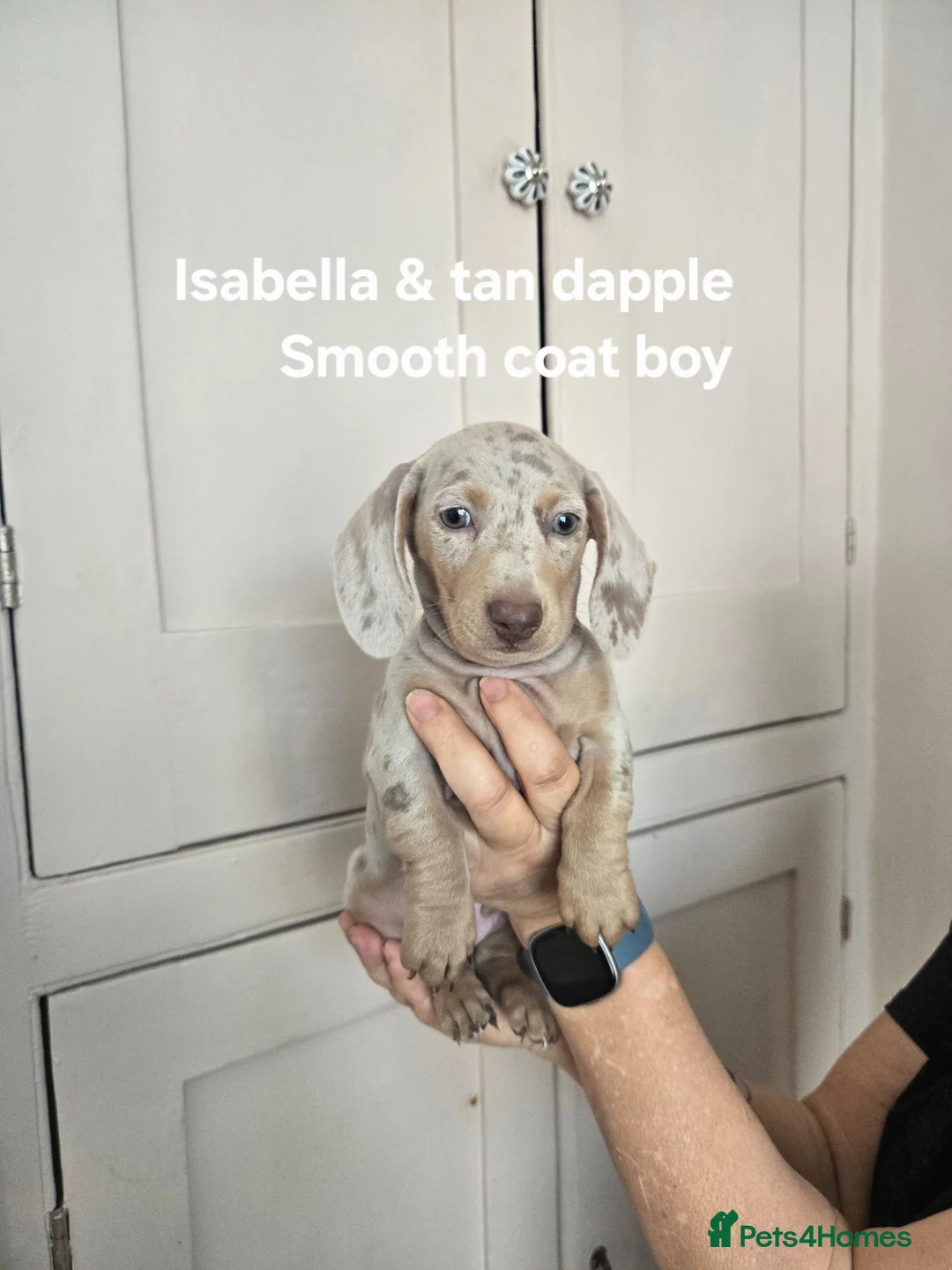 Miniature Dachshund dogs for sale: Adorable miniature Dachshund puppies - Advert 9