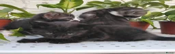Mixed Breed cats for sale: Adorable kittens for sale BHS - Advert 8