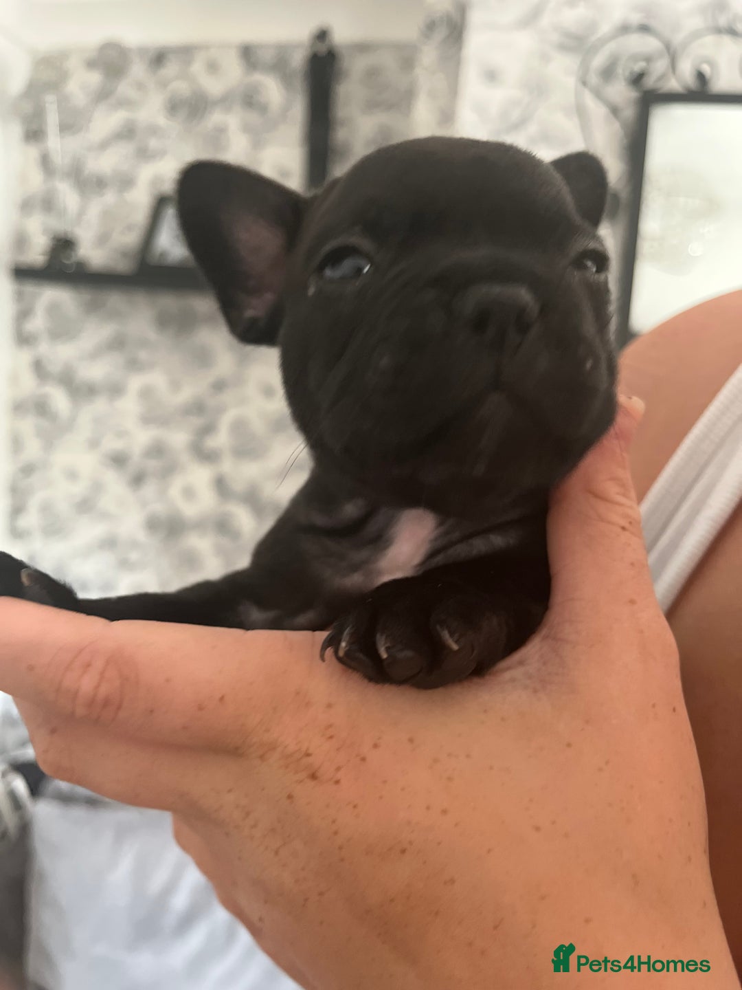 French Bulldog dogs for sale: french bull dog pups for sale - Image 7