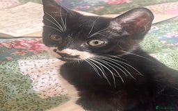 British Shorthair cats for sale: Adorable Male Black and White Kitten - Image 7