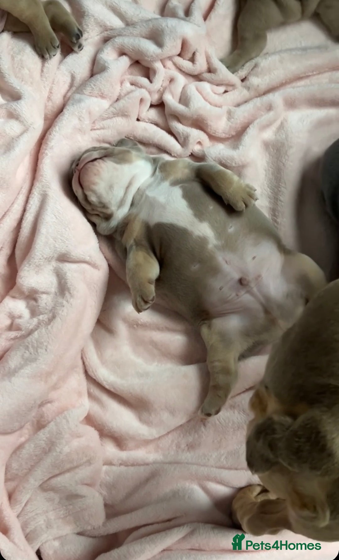 Mixed Breed dogs for sale: English bulldogs  - Advert 28