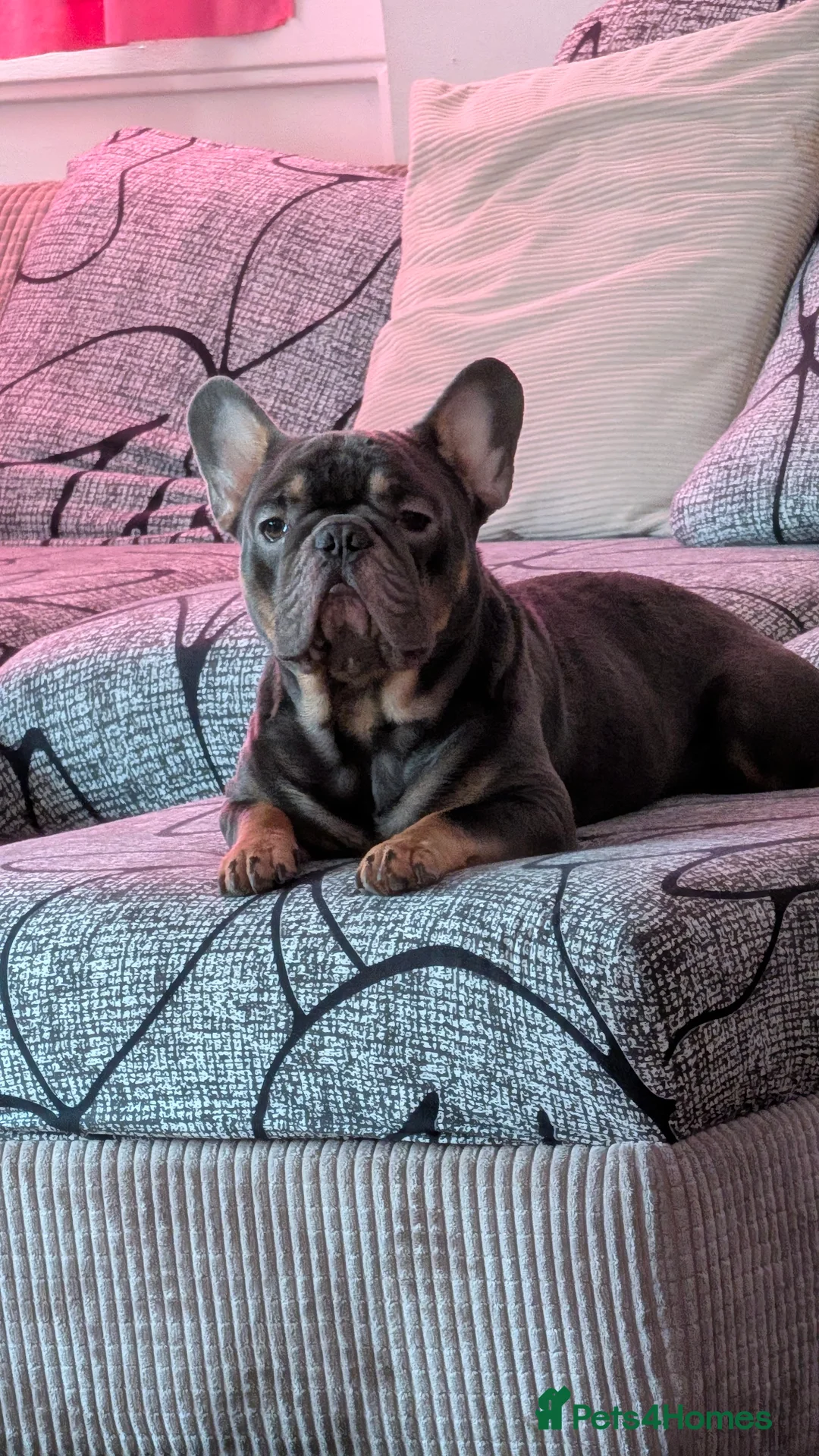 French Bulldog dogs for sale: 2 year old Frenchie to re-home urgent!!!!! - Advert 2