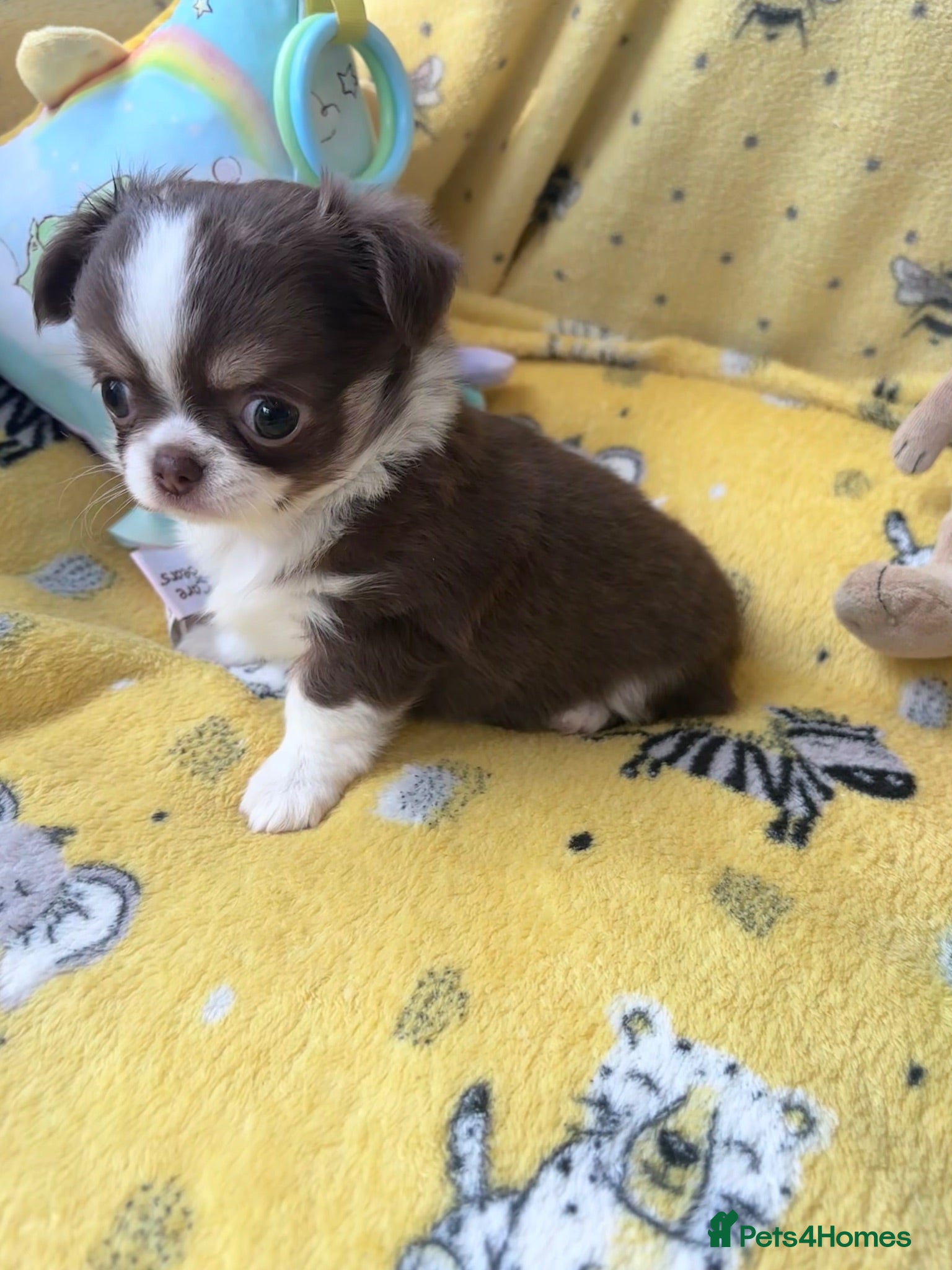 Chihuahua dogs chocolate tri long coat chihuahua puppies  - Advert 7