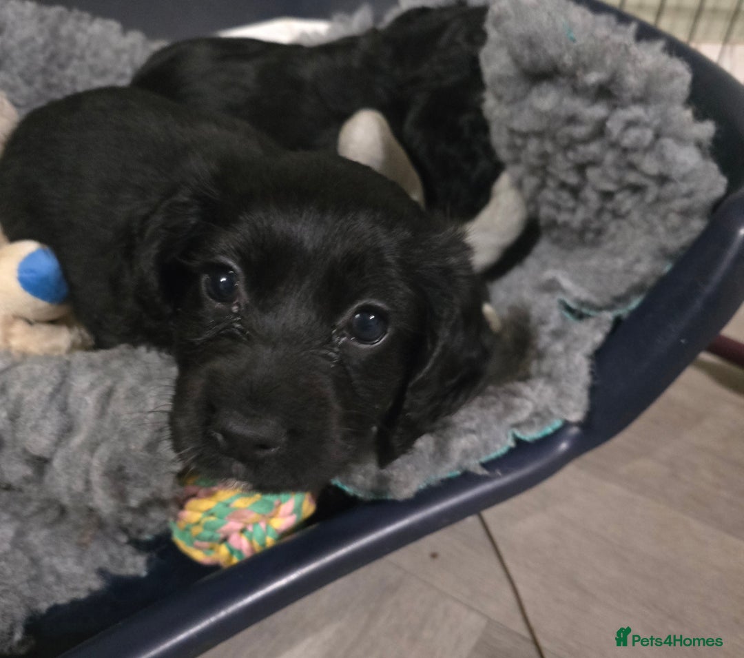 Cocker Spaniel dogs for sale: Working Cocker Spaniel puppies - Advert 10