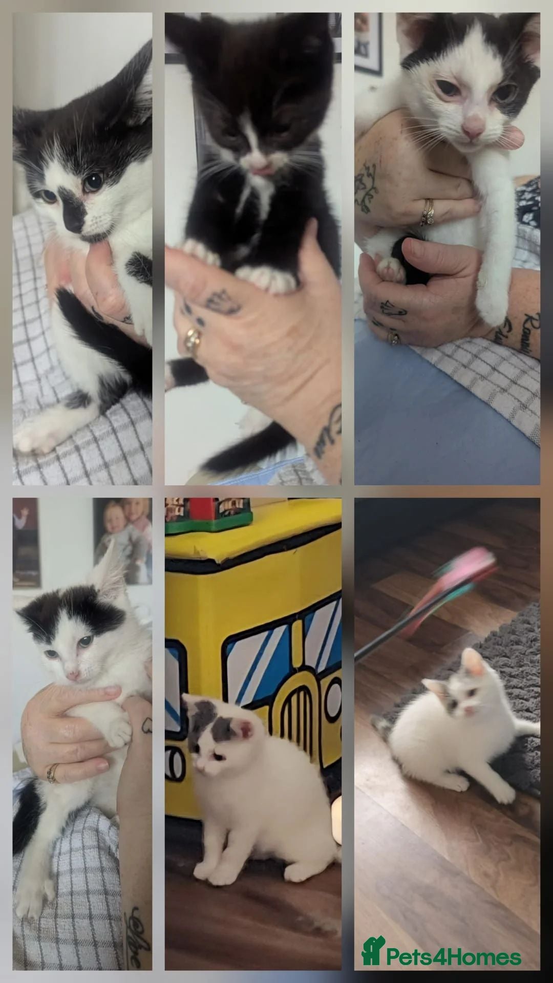 Mixed Breed cats Kittens (Rescue)  - Advert 6