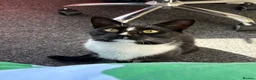 British Shorthair cats for sale: Morty Tuxedo in Nantwich - Advert 2