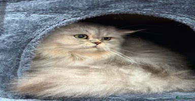 British Shorthair cats - Advert 12