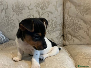 Jack Russell dogs Jack Russell (Last Boy Left) - Advert 5