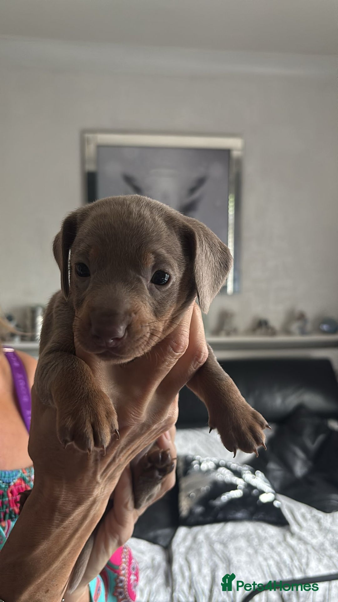 Miniature Dachshund dogs for sale:  Beautiful cute Miniatures dachshund  in Liverpool - Image 32