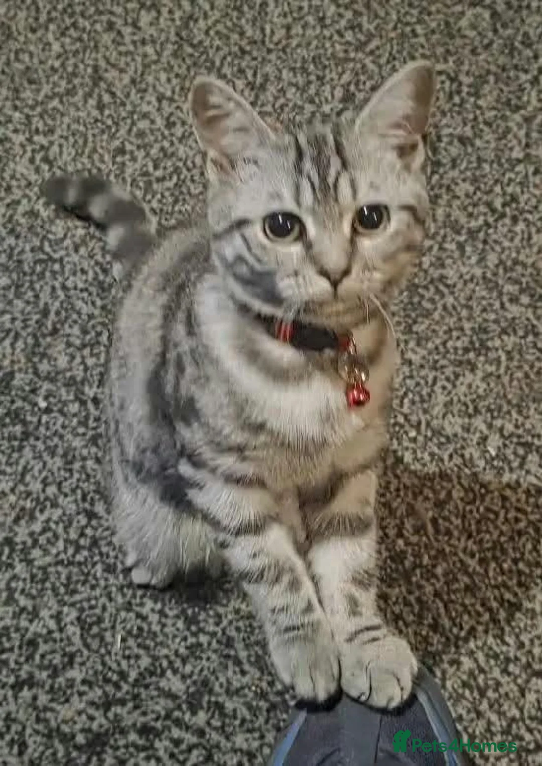 British Shorthair cats for sale: Silver Tabby British Short Hair in Birmingham - Advert 3