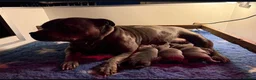 Staffordshire Bull Terrier dogs for sale: %Bloodline Staffordshire Bull Terrier Pups in Rugby - Advert 2