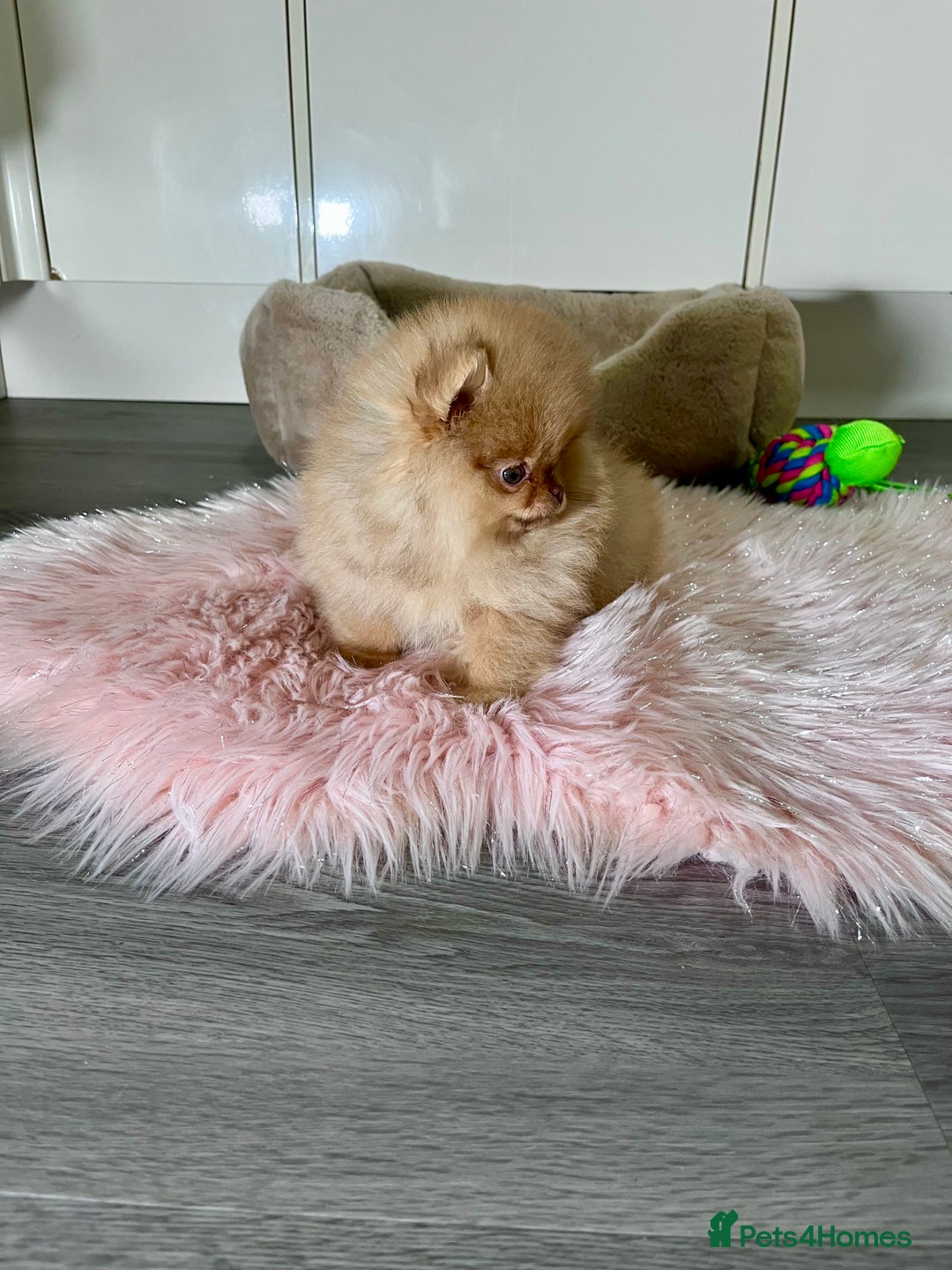 Pomeranian dogs for sale: 🐻Green eyed👁️Top Quality🔥 - Advert 4