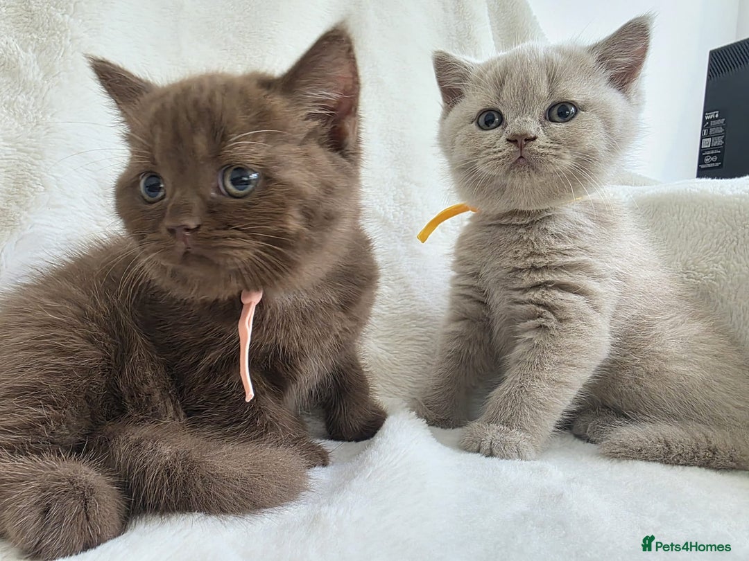 British Shorthair cats for sale: GCCF British Shorthair Kittens Champion Bloodline  - Image 5