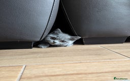 British Shorthair cats for sale: British Shorthair  - Image 2