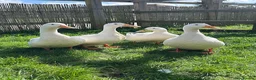 Ducks poultry for sale: 4 Pekin Ducks for Rehoming (3 Female, 1 Male) in Colchester - Advert 1