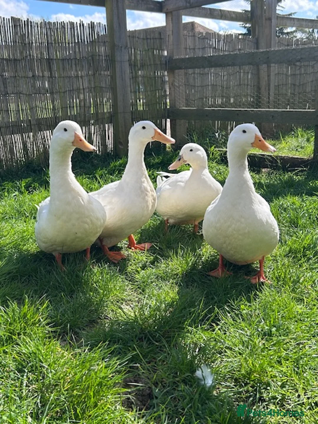 Ducks poultry for sale: 4 Pekin Ducks for Rehoming (3 Female, 1 Male) in Colchester - Advert 1