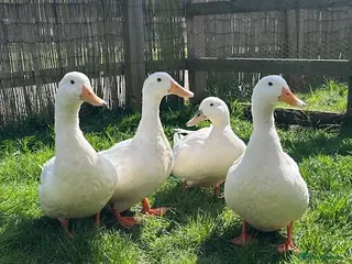 Ducks poultry 4 Pekin Ducks for Rehoming (3 Female, 1 Male) - Advert 4