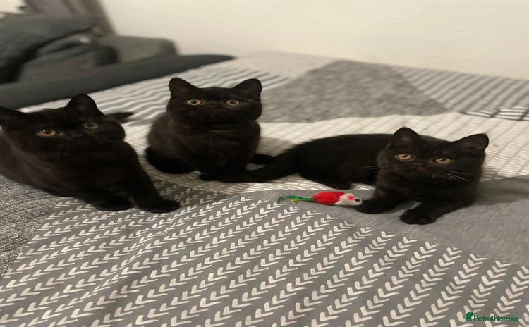British Shorthair cats GCCF Black British Shorthair Kittens - Advert 10