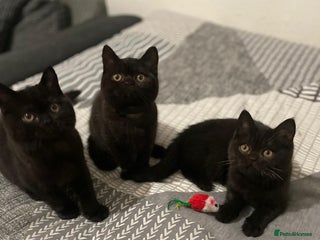 British Shorthair cats GCCF Black British Shorthair Kittens - Advert 3