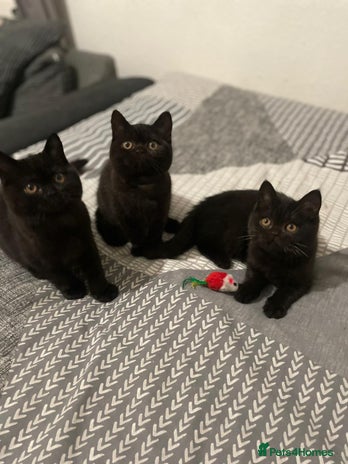 British Shorthair cats GCCF Black British Shorthair Kittens - Advert 10