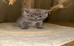 British Shorthair cats for sale: British Shorthair kittens Lilac/Blue 3 Girls 1 Boy - Image 35