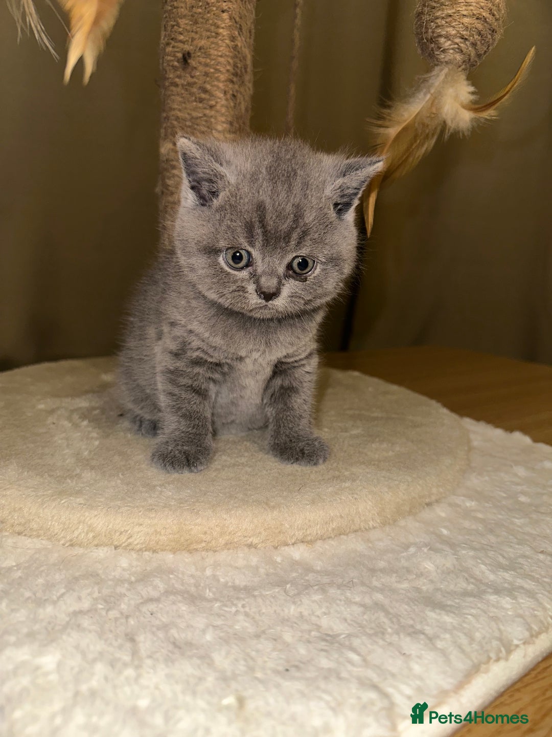 British Shorthair cats for sale: British Shorthair kittens Lilac/Blue 3 Girls 1 Boy - Image 35